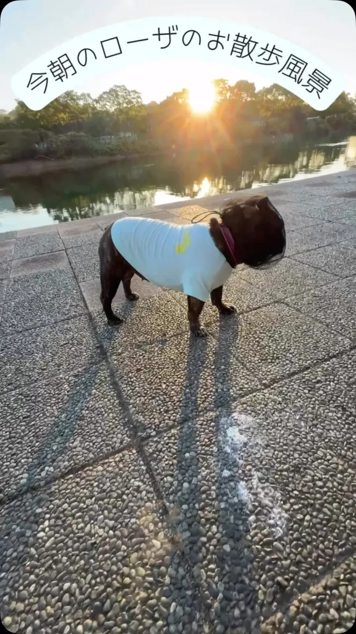 今朝も愛犬ローザの散歩で1日が始まりました🐾